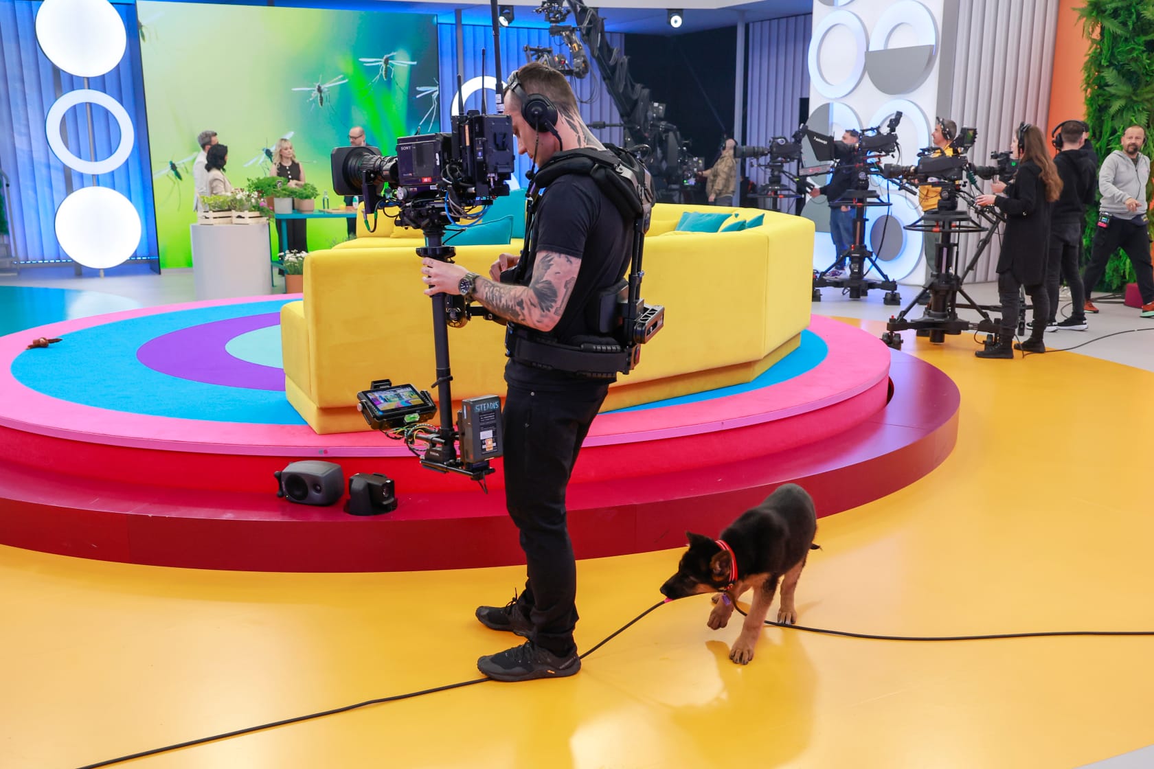 Tak pies Kurzopków harcuje na planie "Halo, tu Polsat". Zobacz następne zdjęcie