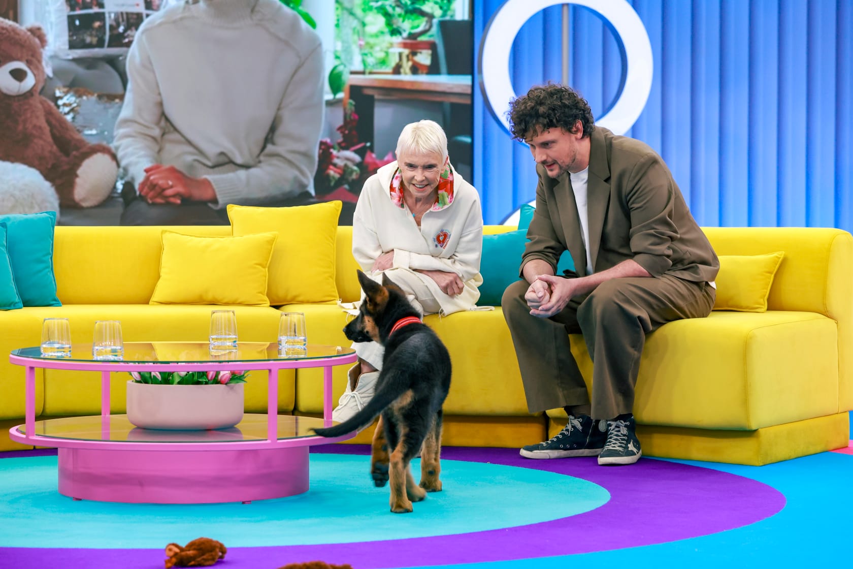 Tak pies Kurzopków harcuje na planie ”Halo, tu Polsat”. Zobacz następne zdjęcie, fot. AKPA