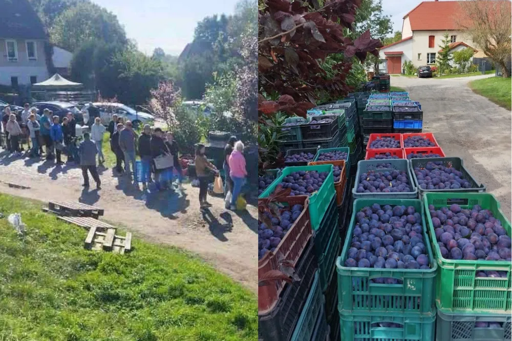 Ludzie nie zawiedli! 11 ton śliwek zniknęło w kilka godzin -ZOBACZCIE! Ta historia wzrusza...