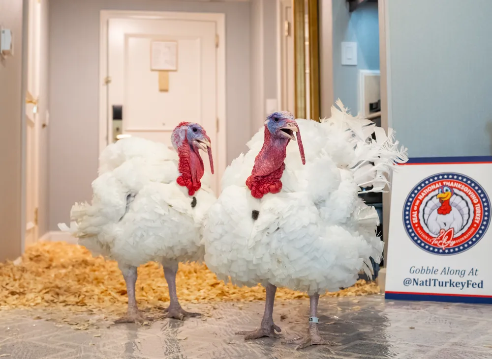 Trump ułaskawił... dwa indyki przed Świętem Dziękczynienia. Ten rytuał ma długą tradycję! [WIDEO]