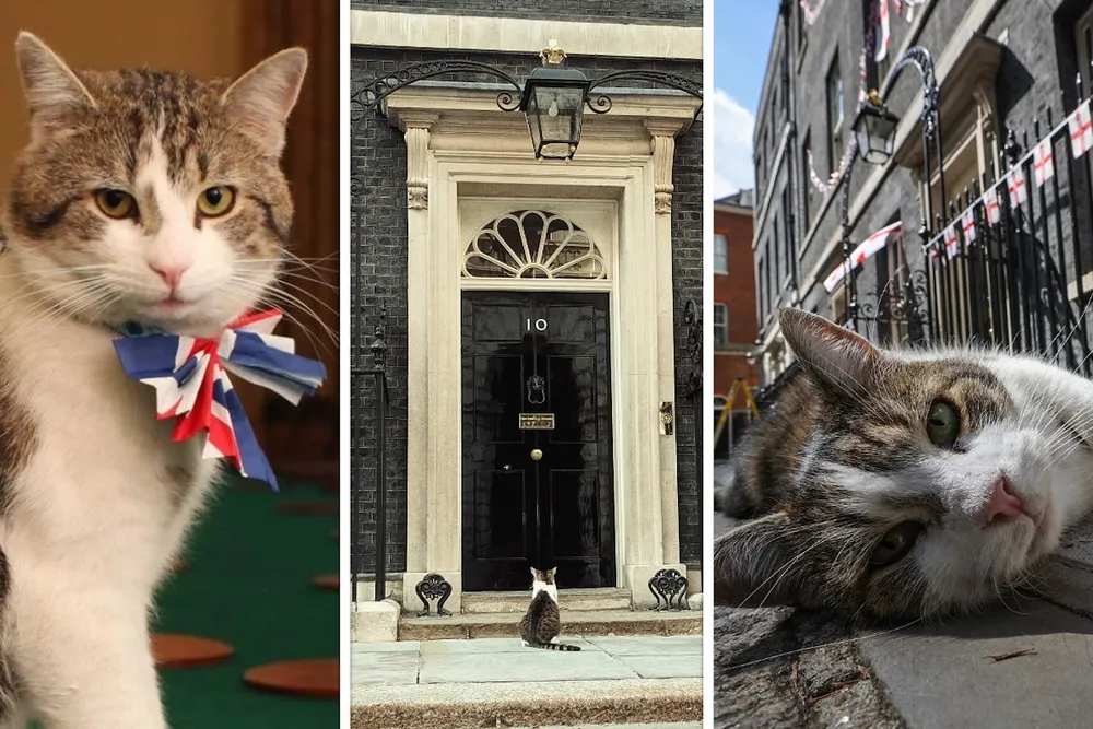 Larry znów kradnie show na Downing Street. Ten KOT ma za sobą aż sześciu premierów!
