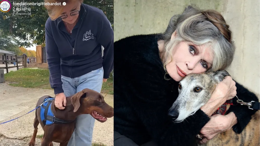 Ostatnie, poruszające wpisy Brigitte Bardot w mediach społecznościowych. O co apelowała?