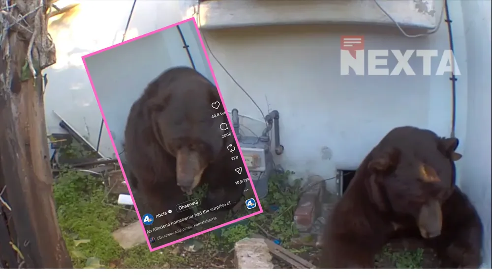 Niesamowita historia z Kalifornii. Pod domem zamieszkał 226-kilogramowy GIGANT (WIDEO)
