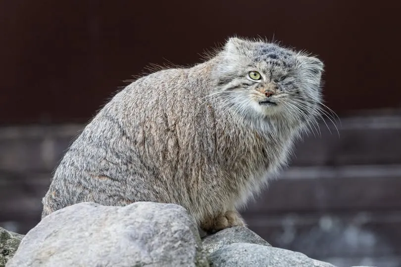 Gdzie jest Bożenka?! Manul bez oka został wypuszczony przez zwiedzających?