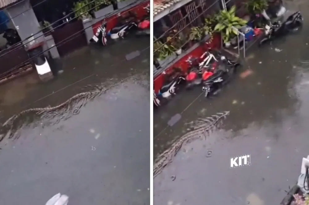 Wielka ulewa i powódź na Bali. Po ulicach pływają gigantyczne pytony! WIDEO
