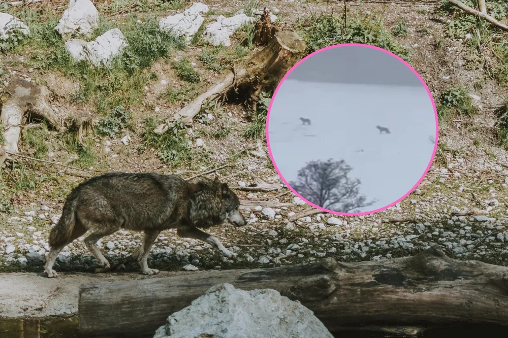 Wilki podchodzą pod domy! Wataha krążyła tuż obok zabudowań, rodzice zaniepokojeni