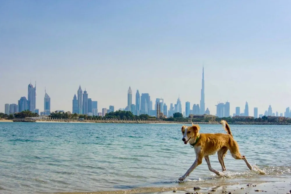 Porzucone psy zalewają Dubaj. „Ekspaci uciekają, zwierzęta zostają na ulicach”