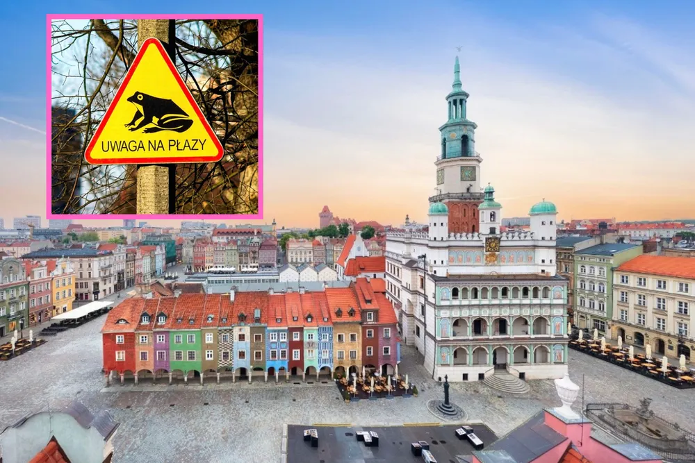 Poznań zamyka ulice przez… żaby. Wiosenna migracja zmienia ruch w mieście