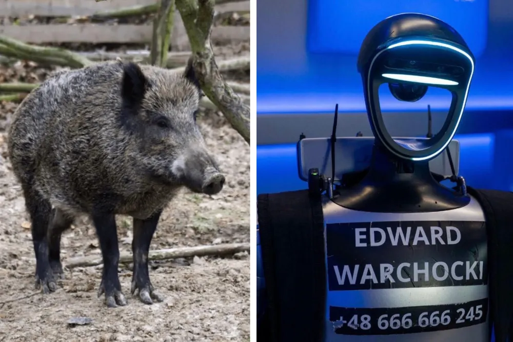 Reuters zachwycony polskim robotem Edwardem. Humanoid z Warszawy, który… goni dziki