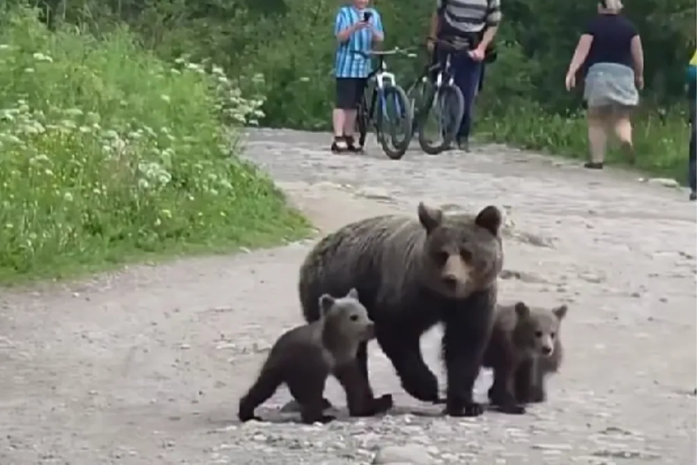 Niedźwiedzica z młodymi na szlaku. Nagranie z Tatr mrozi krew w żyłach