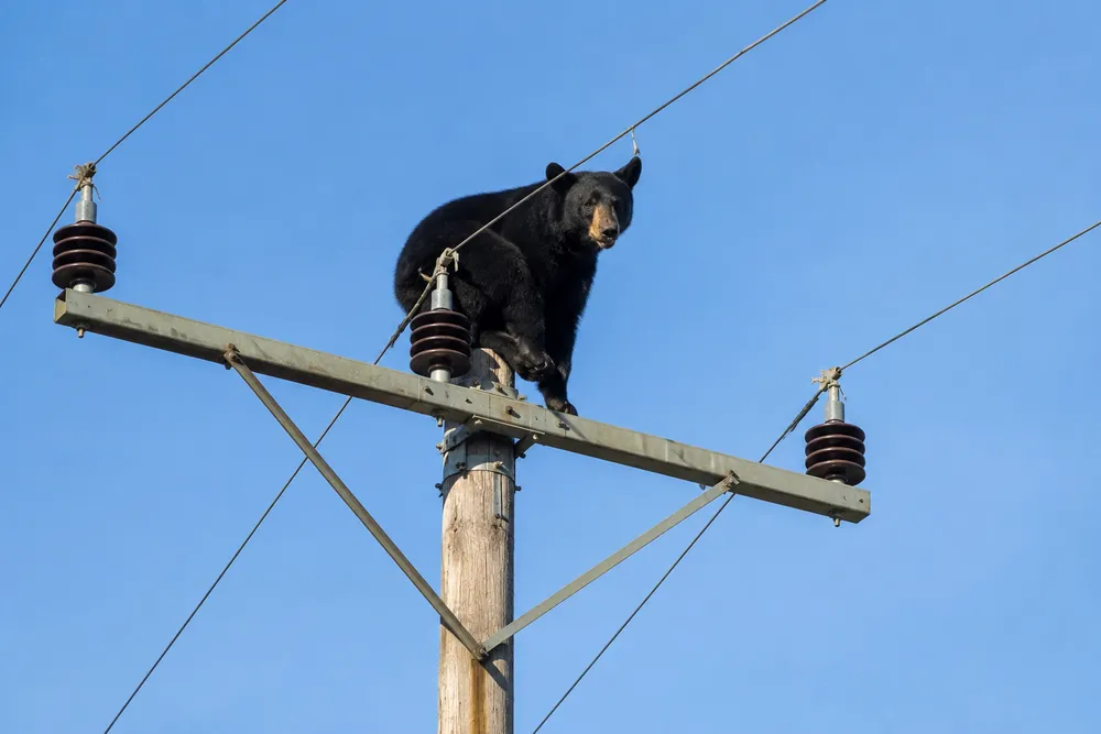 Niedźwiedź utknął na słupie energetycznym. Świadkowie nie mogli uwierzyć własnym oczom