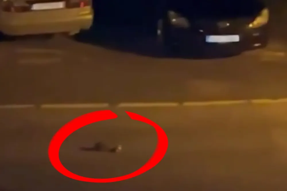 Był środek nocy. Kobietę obudził hałas. Musiała nagrać to, co zobaczyła