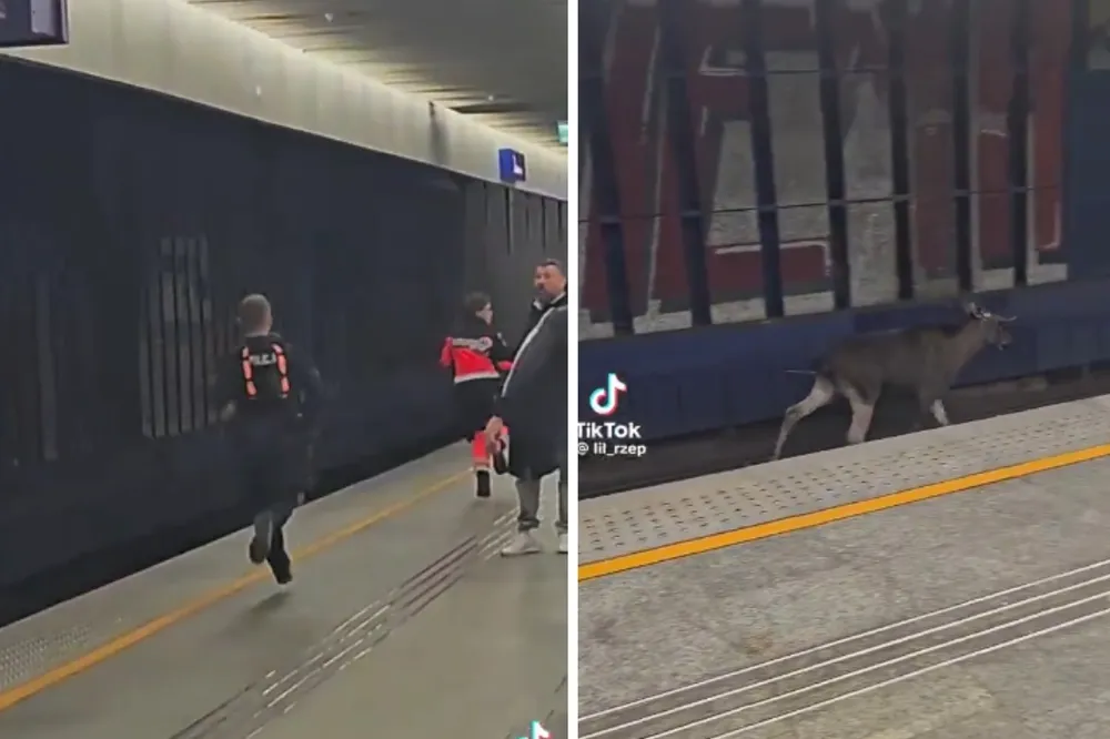 Łoś Emil sparaliżował ruch pociągów. Urządził sprint po torach Warszawy Centralnej [WIDEO]