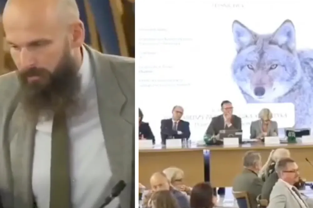 Mieli rozmawiać o wilkach. Na grafice pojawił się kojot. „Co jest, co jest?”