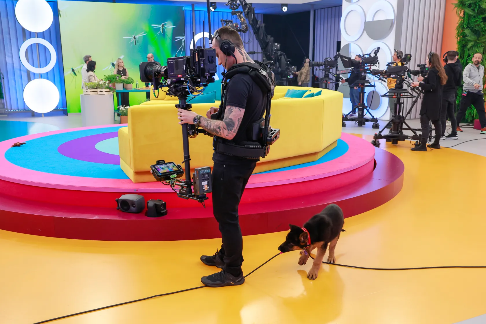 Tak pies Kurzopków harcuje na planie "Halo, tu Polsat". Zobacz następne zdjęcie