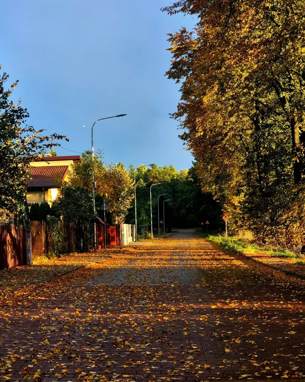 Okolice wilii Borowskich
