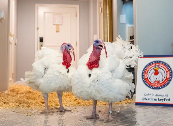 Trump ułaskawił... dwa indyki przed Świętem Dziękczynienia. Ten rytuał ma długą tradycję! [WIDEO]