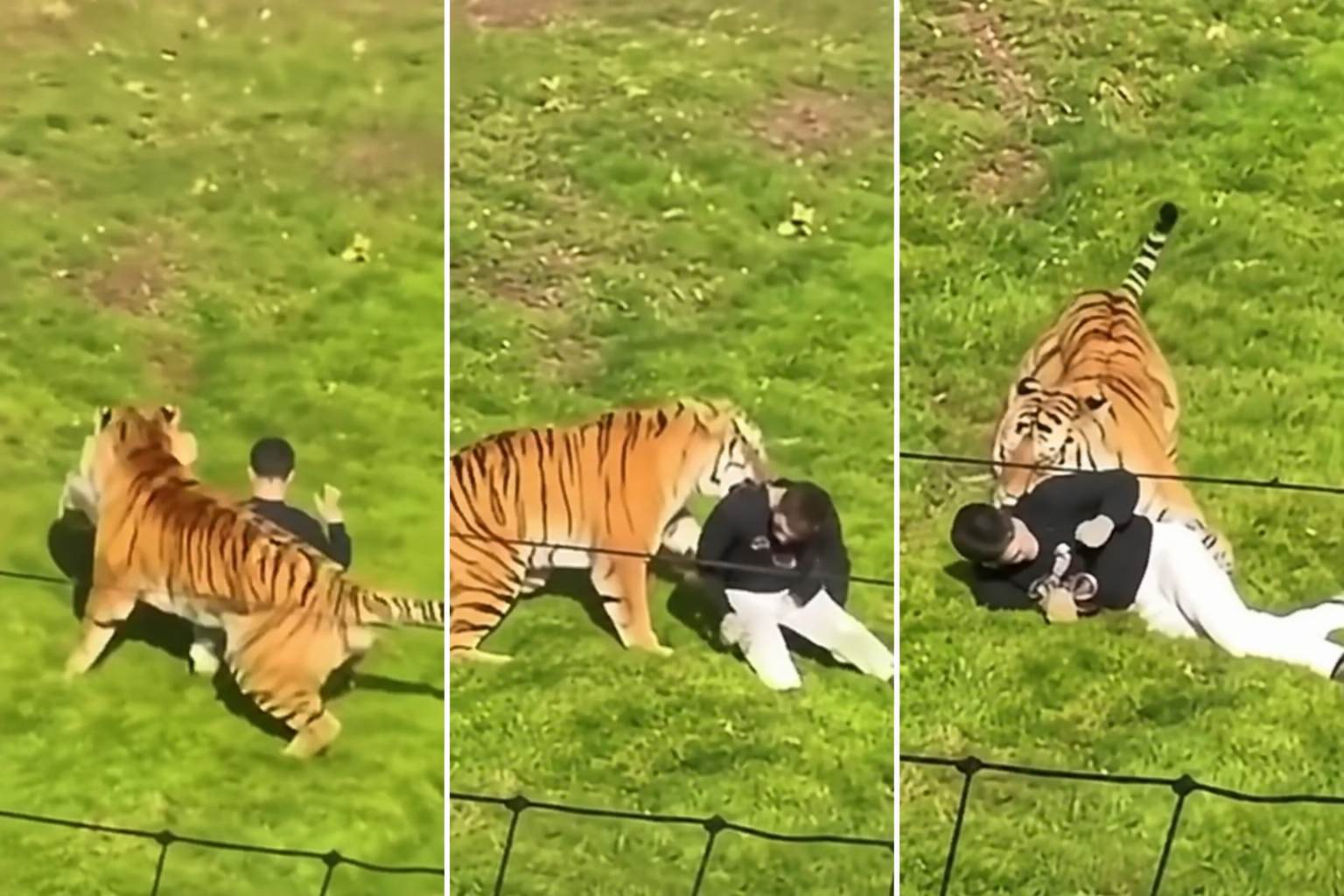 Tragedia w brytyjskim zoo. Mężczyzna wszedł na wybieg tygrysa. Ujawniono, co powiedział przed śmiercią. WIDEO